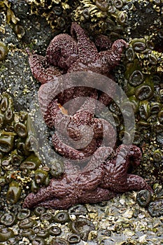 Group of Purple Sea Stars wedged into rock crevice exposed at low tide, surrounded by Agreggating Anemones