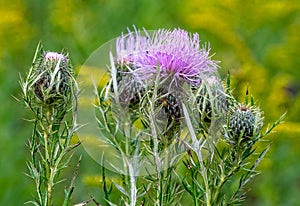 Group of Purple Thistle Flowers