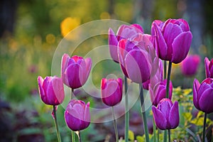 Purple tulips in a park, blurred background