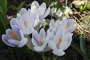A group of purple white crocuses in the grass