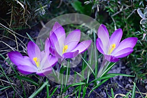 A group of purple white crocuses in the grass