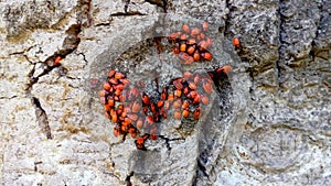 Group Pyrrhocoris apterus, red beetles on bark tree