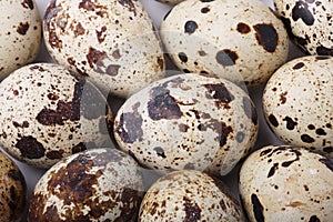 Group of quail eggs