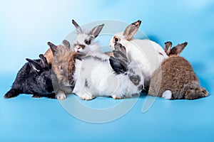 group Rabbit family Many species, fluffy hair, long ears, and cute On blue soft background