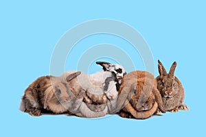 Group Rabbit family Many species, fluffy hair, long ears, round fat body