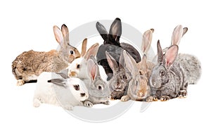 Group rabbits