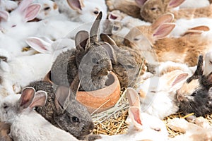 Group of Rabbits resting in pet shop and wait for buyer. Animal