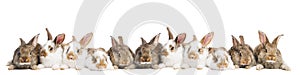 Group of rabbits in a row