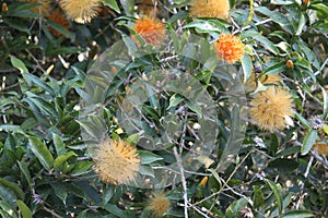 A group of Rabo-de-cotia flowers details background,Stifftia chrysantha, Brazilian species, Cerrado and Atlantic Forest species photo