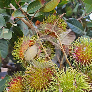 These are group of rambutans , fruit that taste so sweet and fresh and have hairy skin