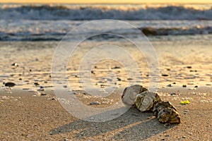 Group of rapan shells on the beach with sunrise light