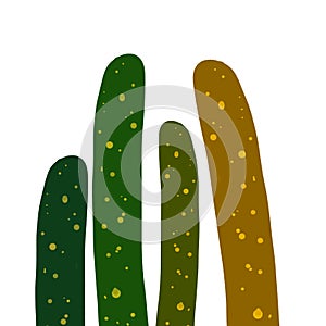 Group of rare cactus yellowish green colors