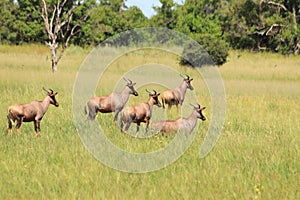 Group of rare common tsessebe antelope damaliscus lunatus