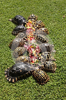 Group of rare terrestrial turtles eating vegetable