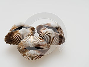 A group of raw cockle, ark shell, shot high angle view isolated on white background