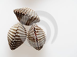 A group of raw cockle, ark shell, shot high angle view isolated on white background