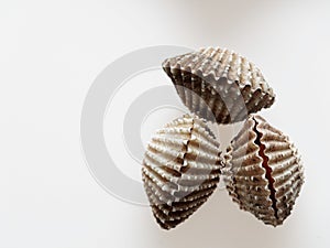 A group of raw cockle, ark shell, shot high angle view isolated on white background