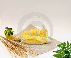 The group of raw yellow sweet corn stalks on the sackcloth