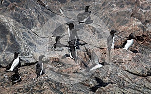 Group of Razorbills on steep  cliff face in Evighedsfjord, Greenland