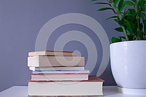 Group of reading books on grey background and green plant