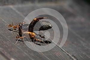 A group of red ant carrying a dead bug