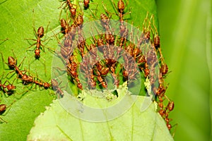 Group red ant catch leaf for build nature nest