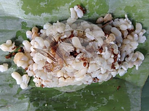 Ant eggs on a banana leaf