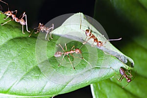 Group red ant on green leaf