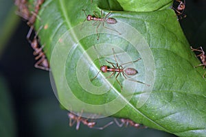 Group red ant on green leaf