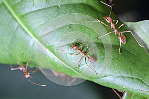Group red ant on green leaf