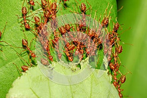 group red ant pull leaf