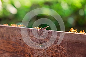 Group of red ant walking and foraging on wood in the forest