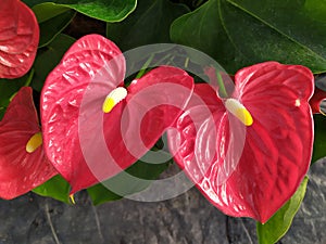 A group of red Anthurium flowers. Un grupo de flores Anturiana rojas photo