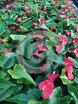 A group of red Anthurium flowers. Un grupo de flores Anturiana rojas photo