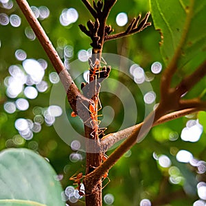 A group of red ants army on the tree branch