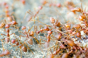 Group of red ants