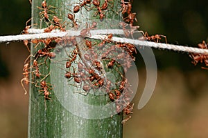 A Group of red ants.