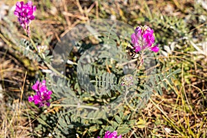 Group of red Astragalus agrestis flowers with green leaves is on a beautiful blurred green background in fields in photo