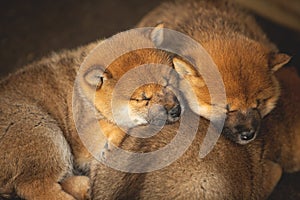 Group of Red Beautiful Shiba Inu puppy sleeping together in the crate