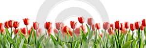 Group of red beautiful tulips isolated on white background. Shallow depth of field. 3D render.