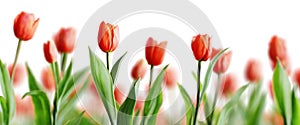 Group of red beautiful tulips isolated on white background. Shallow depth of field. 3D render.