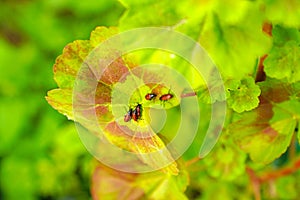 Group of red beetle Lilioceris cheni, also know as air potato l