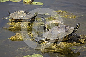 Group of red-bellied turtles in Florida`s Everglades.