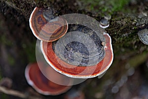 Group of red-belted conk mushrooms (Fomitopsis pinicola)