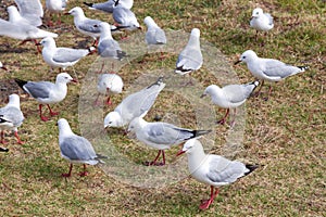 A group of Red-billed Gulls Chroicocephalus scopulinus