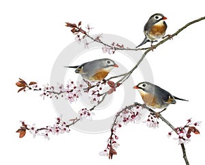 Group of Red-billed Leiothrix perched on a Japanse cherry branch