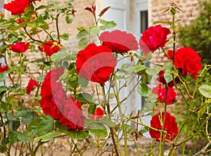 A group of red blooming roses