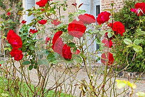 A group of red blooming roses