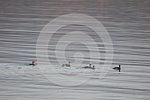 Group of Red-breasted mergansers Mergus serrator ducks swimming in calm reflecting sea water. Wild diving ducks in nature.