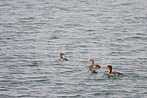 Group of Red-breasted mergansers Mergus serrator ducks swimming in calm reflecting sea water. Wild diving ducks in nature.